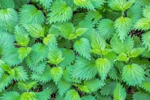 Stinging Nettle Extract